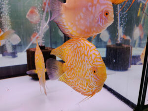 Peces Disco S.L.