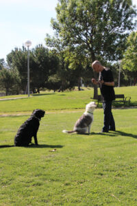 Adiestramiento good job coaching canino