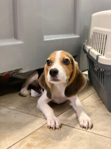 Criadores Responsables para perritos