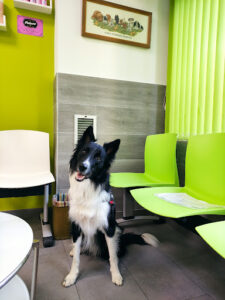 Clinica Veterinaria MadridRio