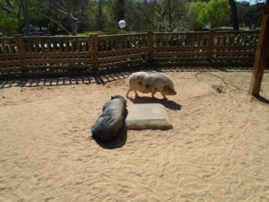 Animales de la Granja