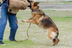 Educación Canina Madrid