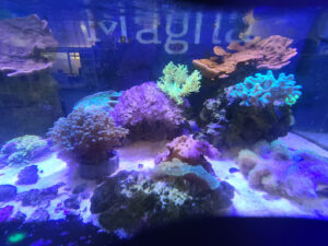 Oceanum Magna