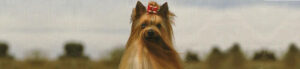 Coramonte Yorkshire Terrier