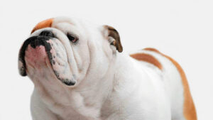 BULLDOG EXTURION-CRIADERO DE BULLDOG INGLES