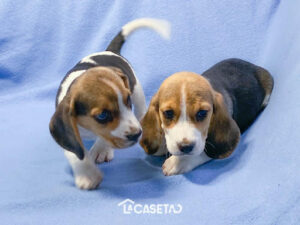 La Caseta Pet Shop Veterinaria y Peluquería