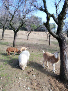Granja Escuela Onceolivos