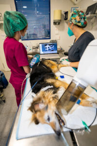 Hospital Veterinario Los Madrazo