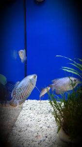 Aquagreen Acuariofilia y Mascotas Tienda Especializada