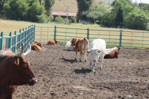 Granja Escuela el Rodeo