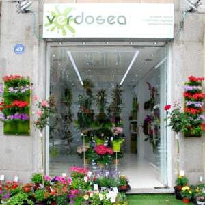 Verdosea