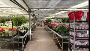 Shangai vivero