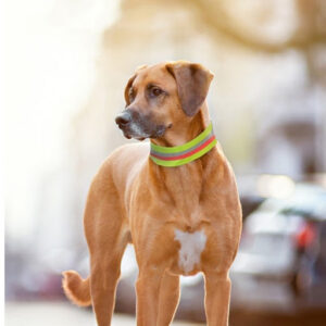 ARISTOPET Tienda Online de productos para mascotas