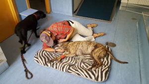Clínica Veterinaria Ramón Gómez de la Serna / RgsMima