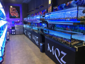MasQueZoas