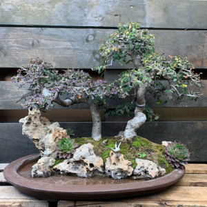 PENJING GARDEN