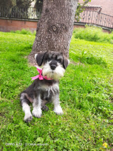 La Caseta Pet Shop Veterinaria y Peluquería
