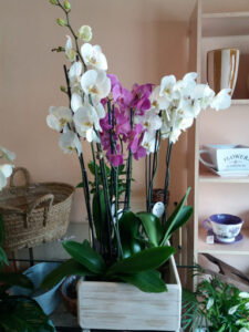 Isabelita Floristería