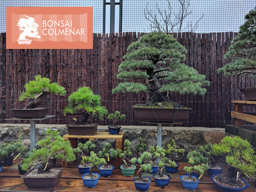 Bonsai Colmenar