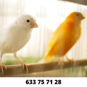 Mascotas By Amazonia