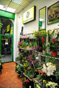 Flores Amalia Madrid