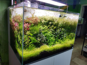 PlantasyGambas