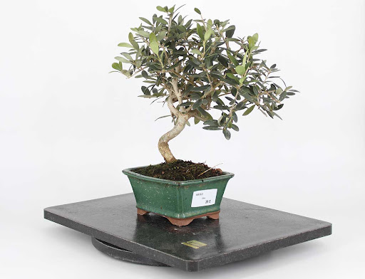 SayBonsai Tienda Online de Bonsais