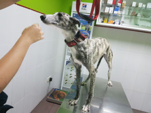 Clínica Veterinaria Galileo