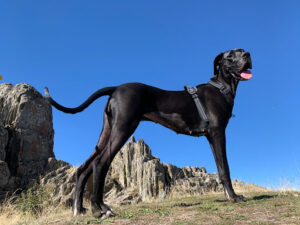 NOBLECAN Adiestramiento canino