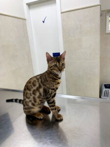 Centro Veterinario Chamberí