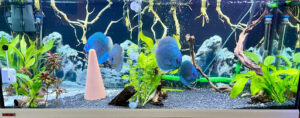 Peces Disco S.L.
