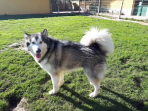Residencia Canina Malilupus