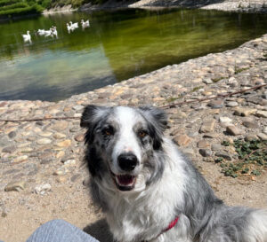 NOBLECAN Adiestramiento canino