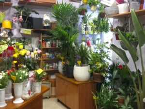 Andrés Flores y Plantas