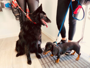 DOG LOVERS