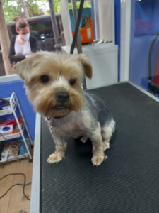 Madrid - Peluquería Canina