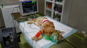 Clínica Veterinaria Conde Duque