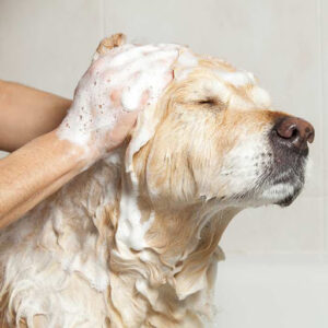 Peluquería Felina y Canina Mix Peludos
