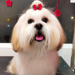 Peluquería Canina y Spa Elena