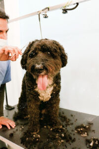 peluCAN Madrid Peluquería canina