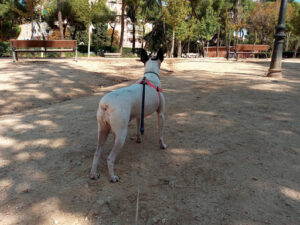 Animal Solución Guardería Canina