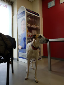 Hospital veterinario Retiro