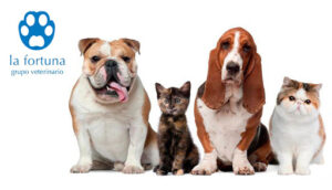 Hospital Veterinario La Fortuna MiVet