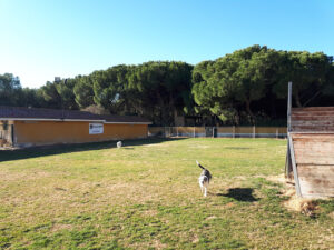 Residencia Canina Malilupus