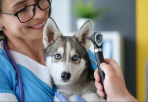 Centro Clínico Veterinario Ciudad de Los Ángeles