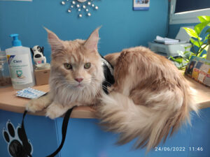 Clínica Veterinaria Animansión