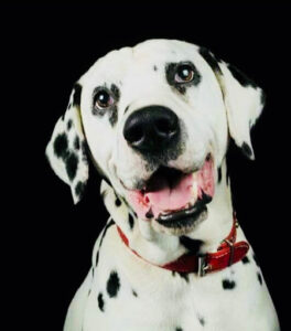 Clínica Veterinaria Aluche