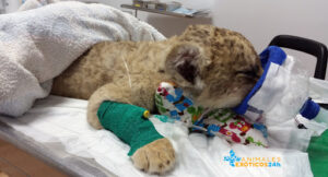 ANIMALES EXÓTICOS 24H Veterinarios especialistas