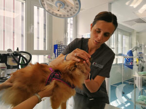 Hospital Veterinario Puchol