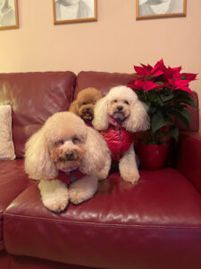 Peluquería Canina Cesar's
